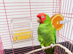 Oribuki transparent seed tray for budgie and finch cages