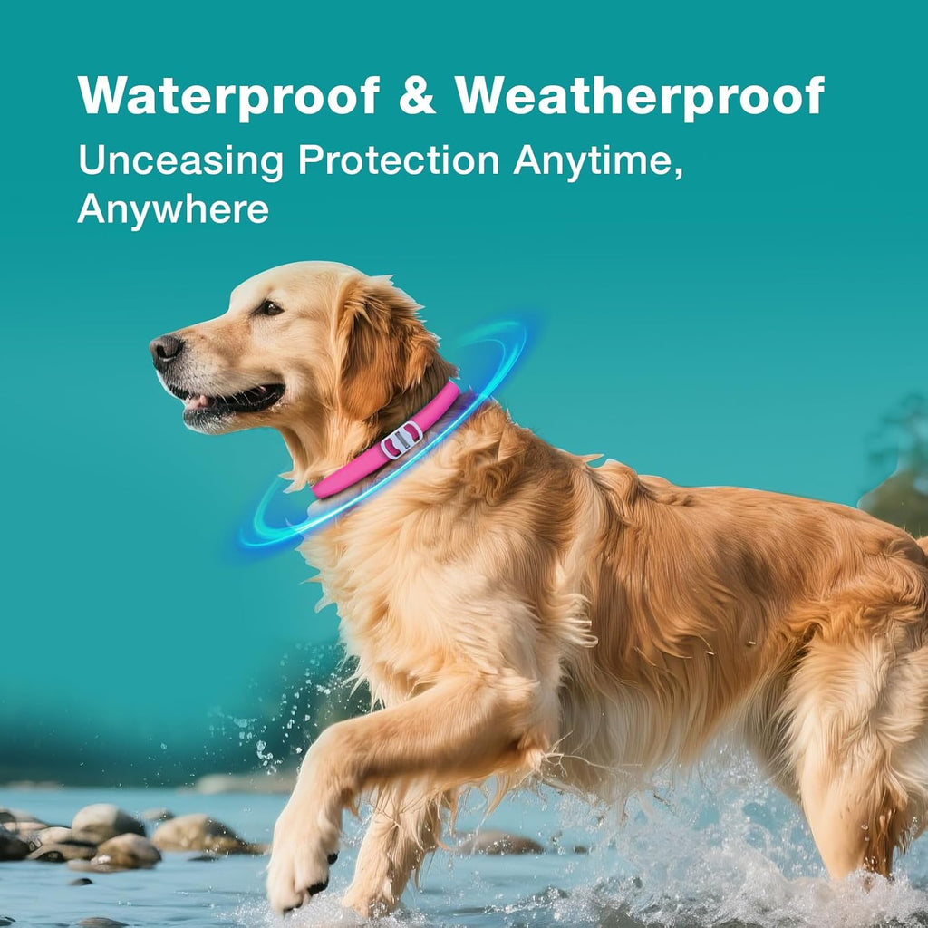 ZingZap flea and tick collar worn by a dog
