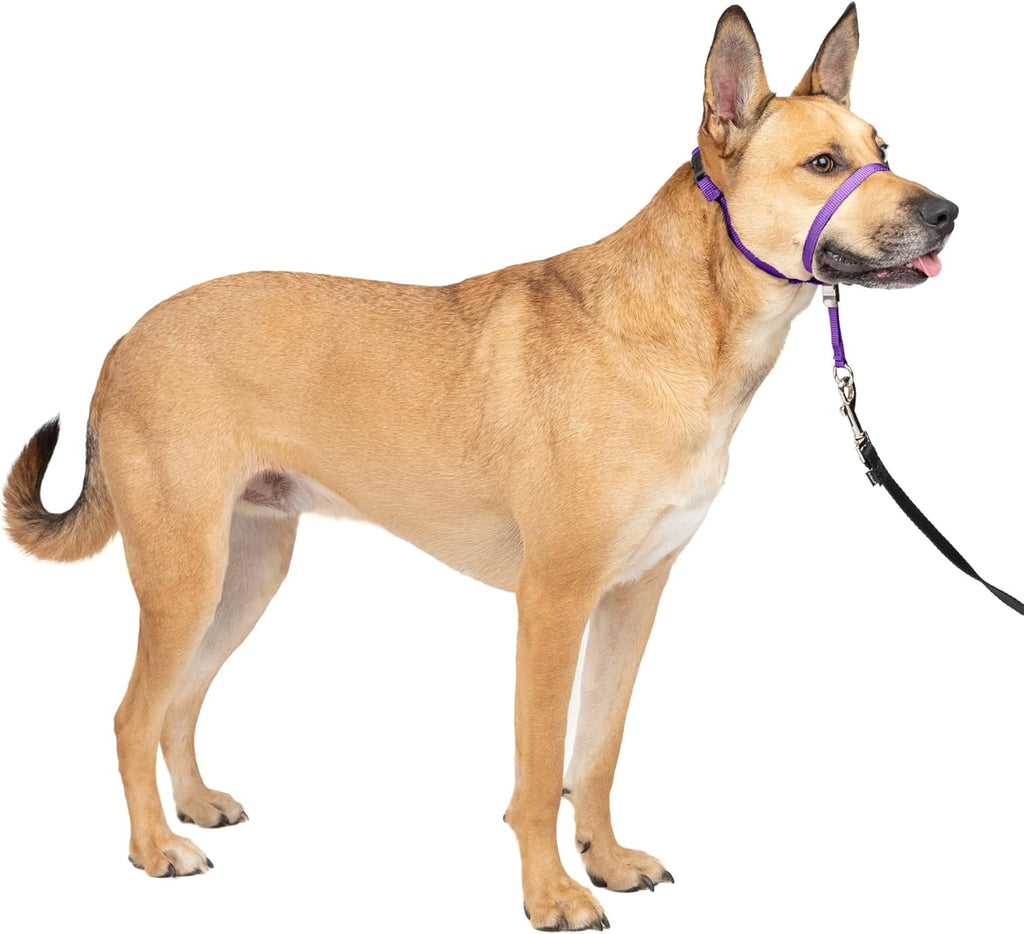 PetSafe Gentle Leader No-Pull Dog Headcollar - The Ultimate Solution to Pulling - Redirects Your Dog's Pulling for Easier Walks - Helps You Regain Control - Medium, Black - Image 15