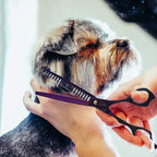 Complete Purple Dragon pet grooming scissor kit with texturizing chunker shear