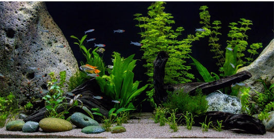 AWERT Vinyl Aquatic Plant Aquarium Background front view showcasing a realistic stone river bed design for fish tanks.