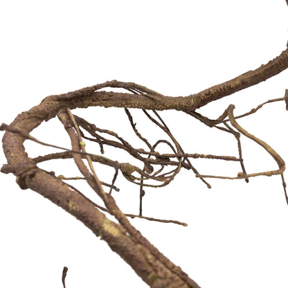 Gecko climbing on Pangea Ultimate Reptile Vine