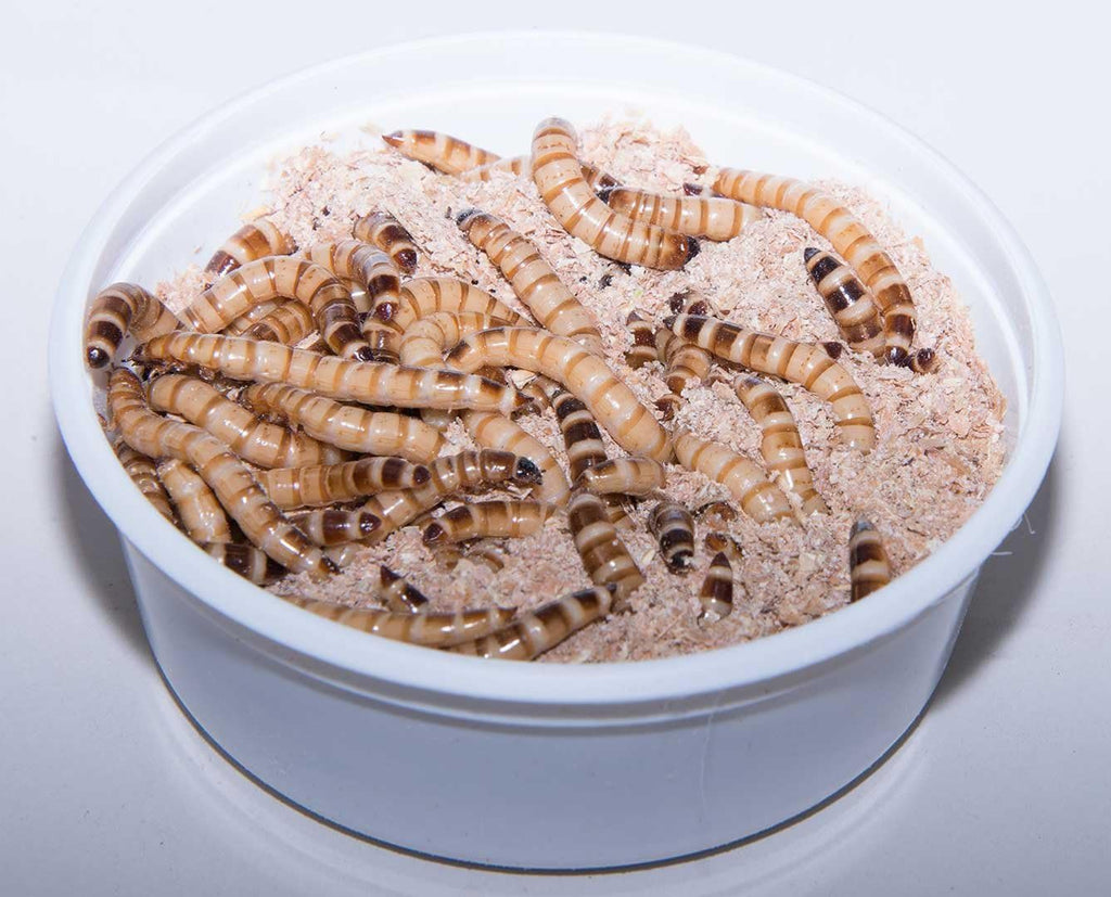 Animal Specialties kingworms container showing live feeder insects