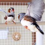 Natural bedding material displayed for parakeets and canaries
