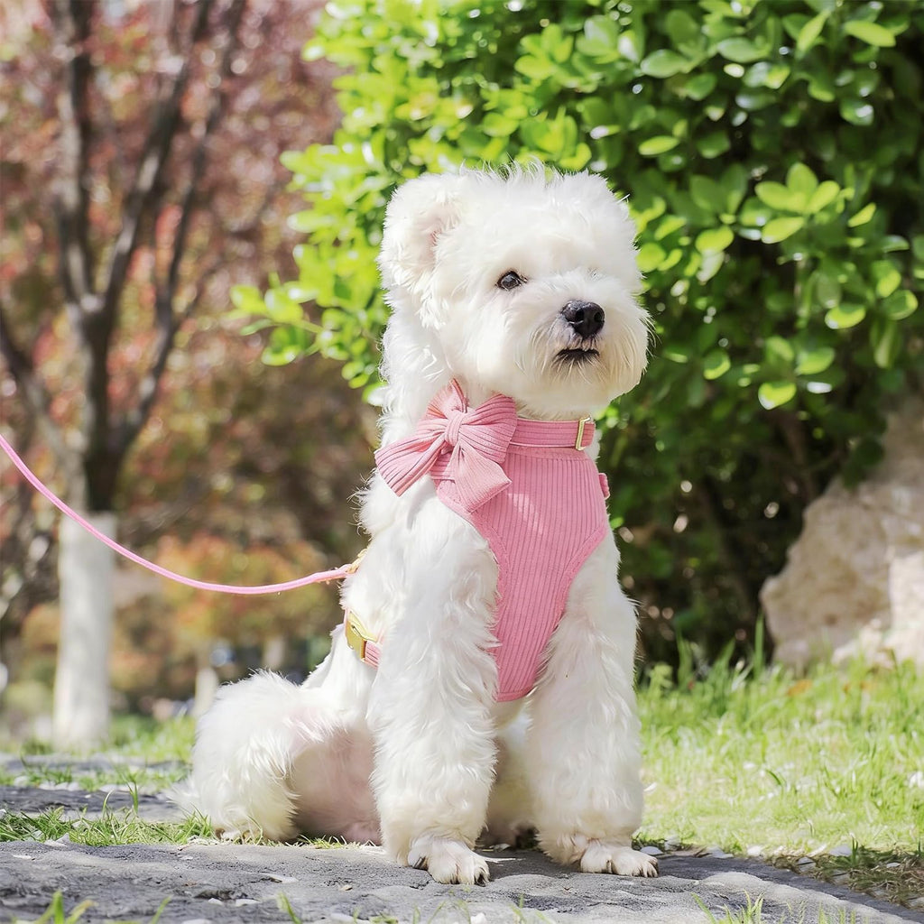 Lwbmg dog leash and collar set with gold accents