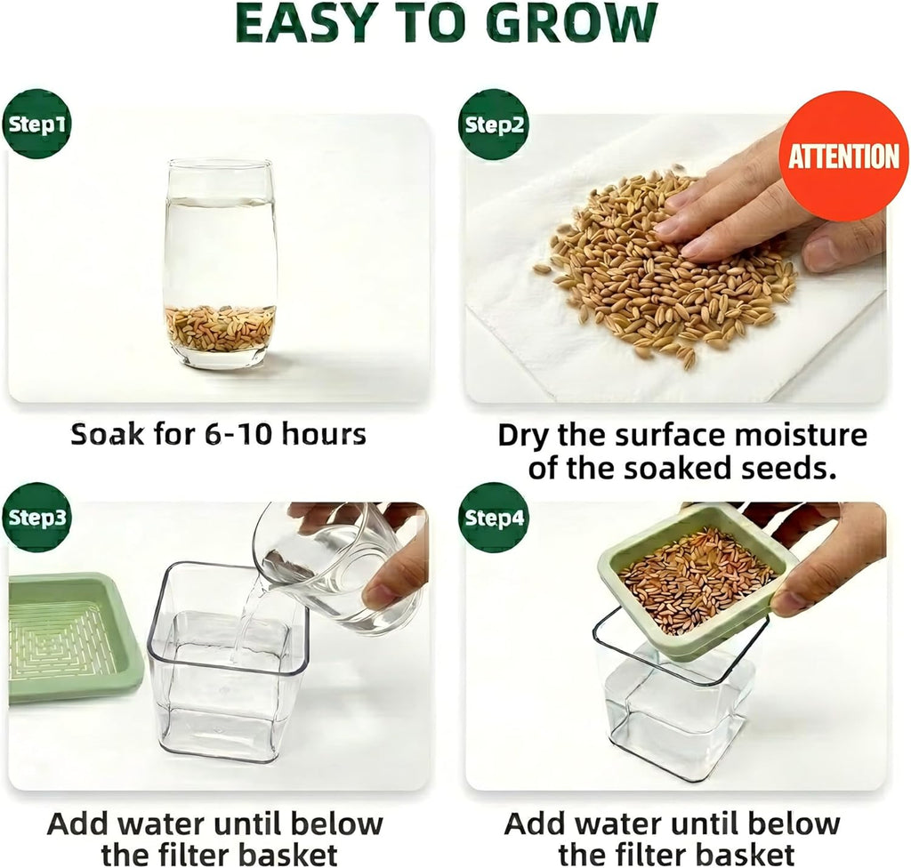 Soil-free clear plastic wheatgrass planter with green lid and fresh green grass growing.