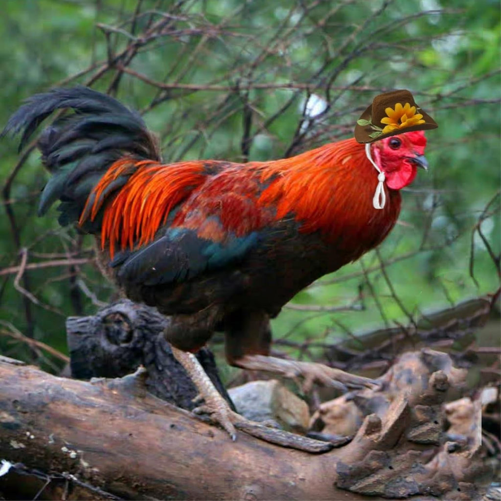 Two pack mini cowboy hats for chickens displayed together on a flat surface