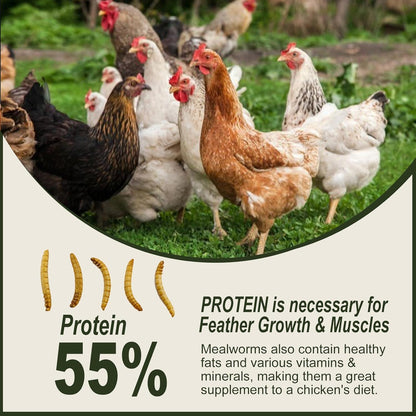 Adaman mealworms label detail and packaging
