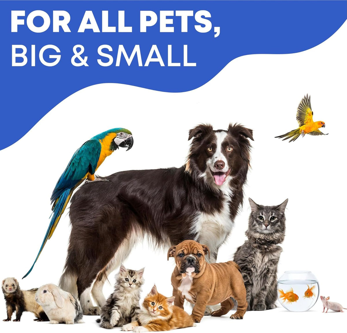 Beloved Pets 3.4 fluid ounce ear wash bottle lifestyle placement