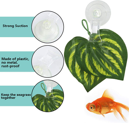 Aquarium fish grazing naturally on seaweed secured by a transparent suction cup holder.