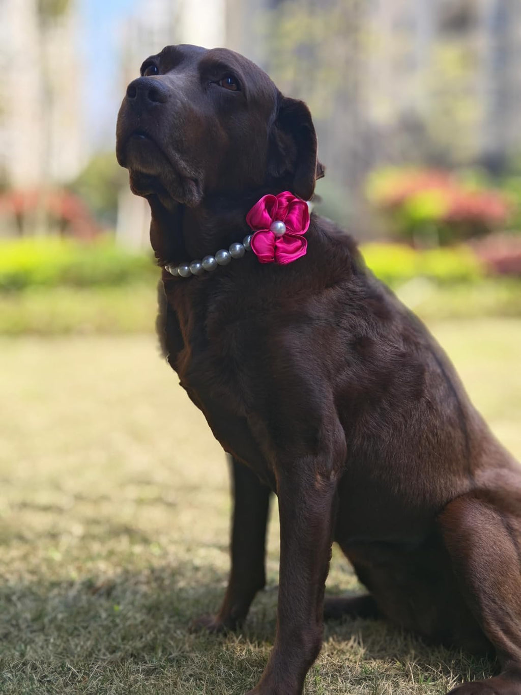 A small puppy wearing the pink flower and pearl jewelry at a birthday party