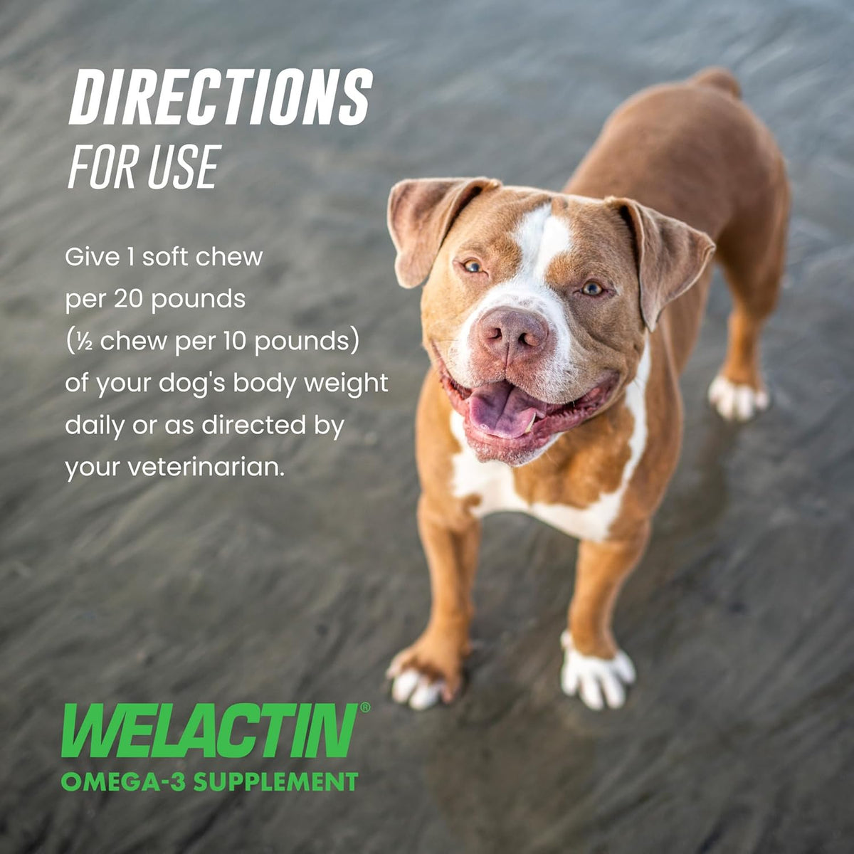 Nutramax Welactin EPA and DHA multivitamin soft chews for pet wellness lifestyle angle.