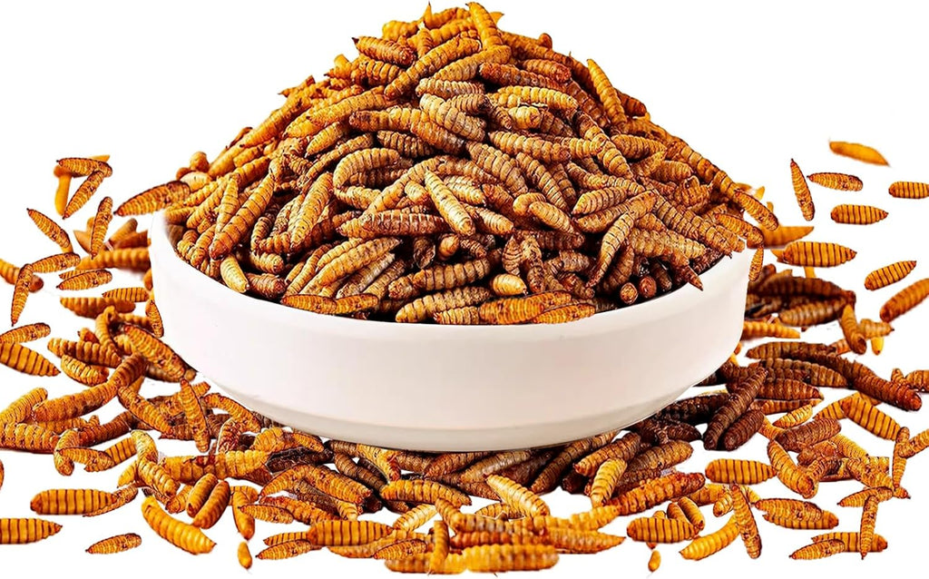 Mtart 10 pound black soldier fly larvae bag close up