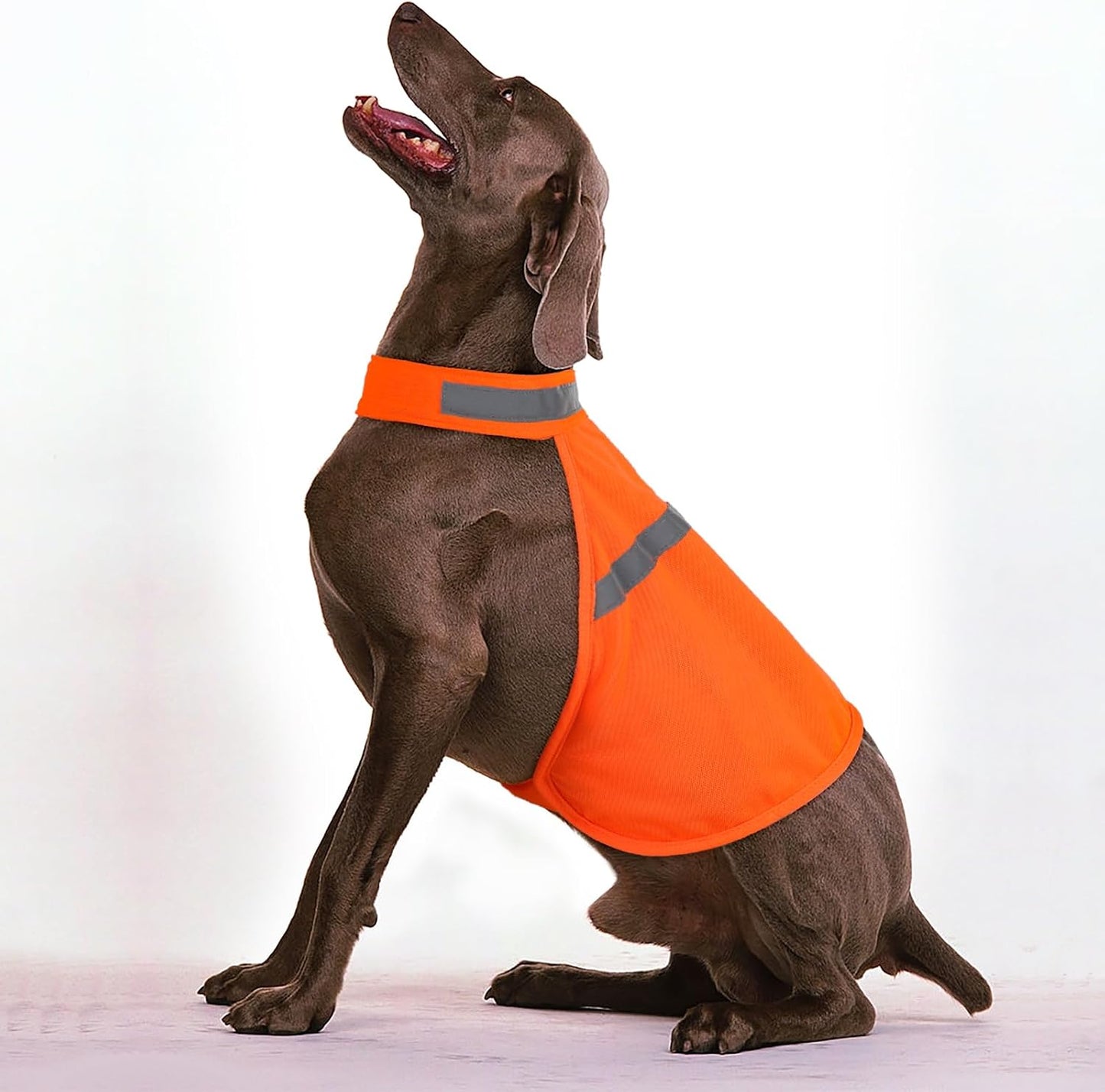 Rear view of dog wearing high visibility reflective vest