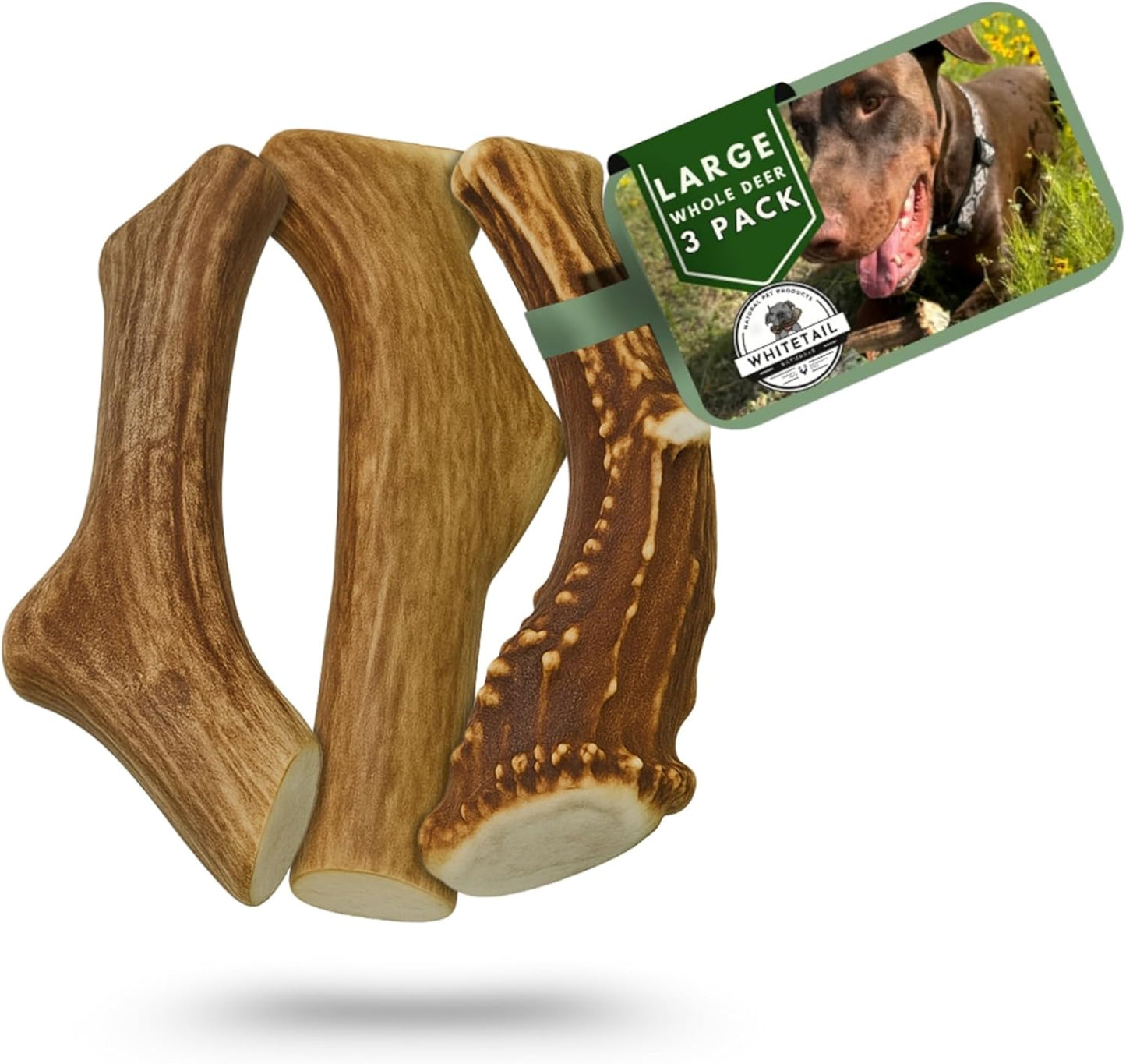Whitetail Naturals Deer Antler Dog Chews (3 Pack Medium) - Wild Sourced, Naturally Shed Whole Antlers for Dogs - Long Lasting Dog Bones for Power Chewers - Image 12