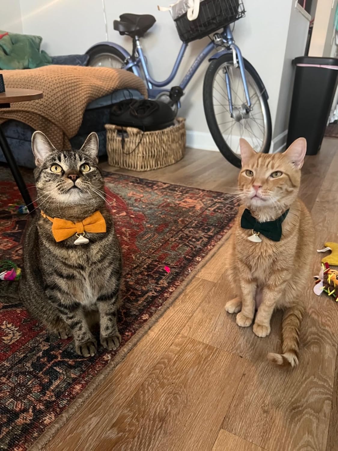Two pack imported Ewinoom adjustable cat collars for boy and girl kittens