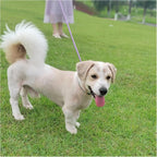 MayPaw small rope lead for cats and small dogs