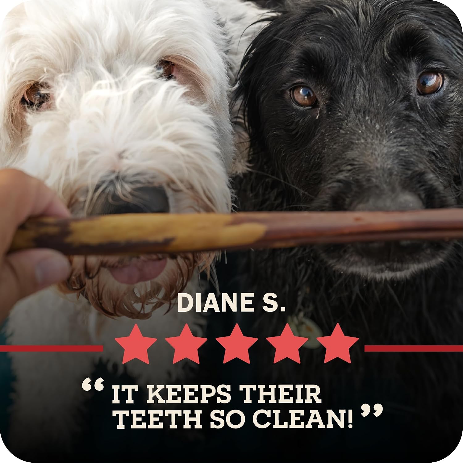 Redbarn Pet Products All Natural 5"-8" Braided Bully Sticks for Small & Large Dogs - Healthy Long Lasting Beef Chews Variety Party Pack - Single Ingredient Low Odor Rawhide Free - 8 oz Bag - Image 11