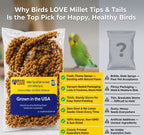 Parakeet enjoying natural USA-grown spray millet treat