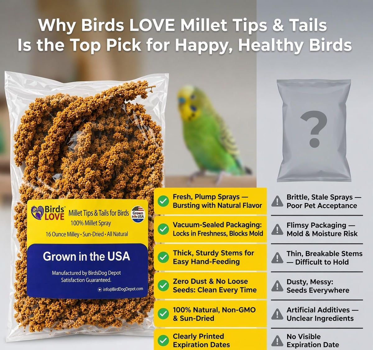 Parakeet enjoying natural USA-grown spray millet treat