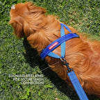 EzyDog no-pull dog harness close-up of quick release buckle