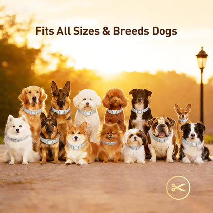 Adjustable gray flea collar for puppies and adult dogs