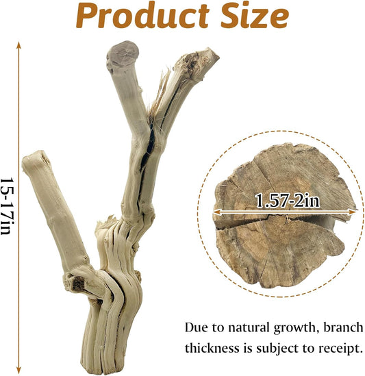 Apatal reptile habitat branch showing natural wood texture and detail