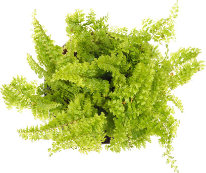 Hirt's Gardens live miniature plants in nursery pots