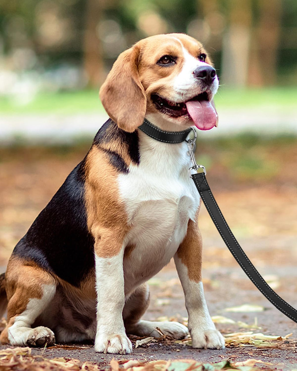 Taglory durable nylon dog walking lead package contents overview