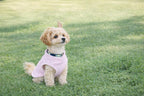 Jacko and Co small dog pullover fleece jacket on chihuahua close up