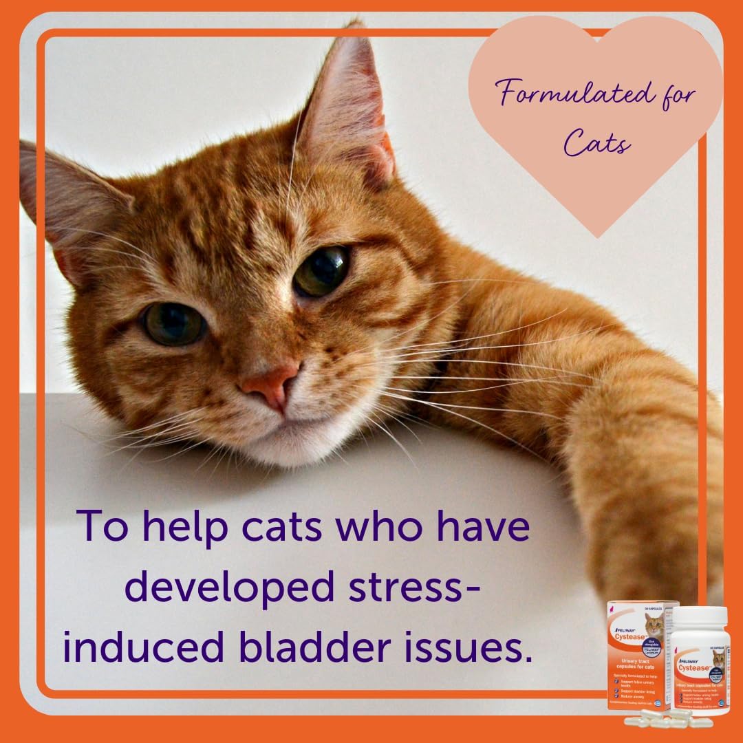 Feliway Cystease stress relief and bladder support capsule container