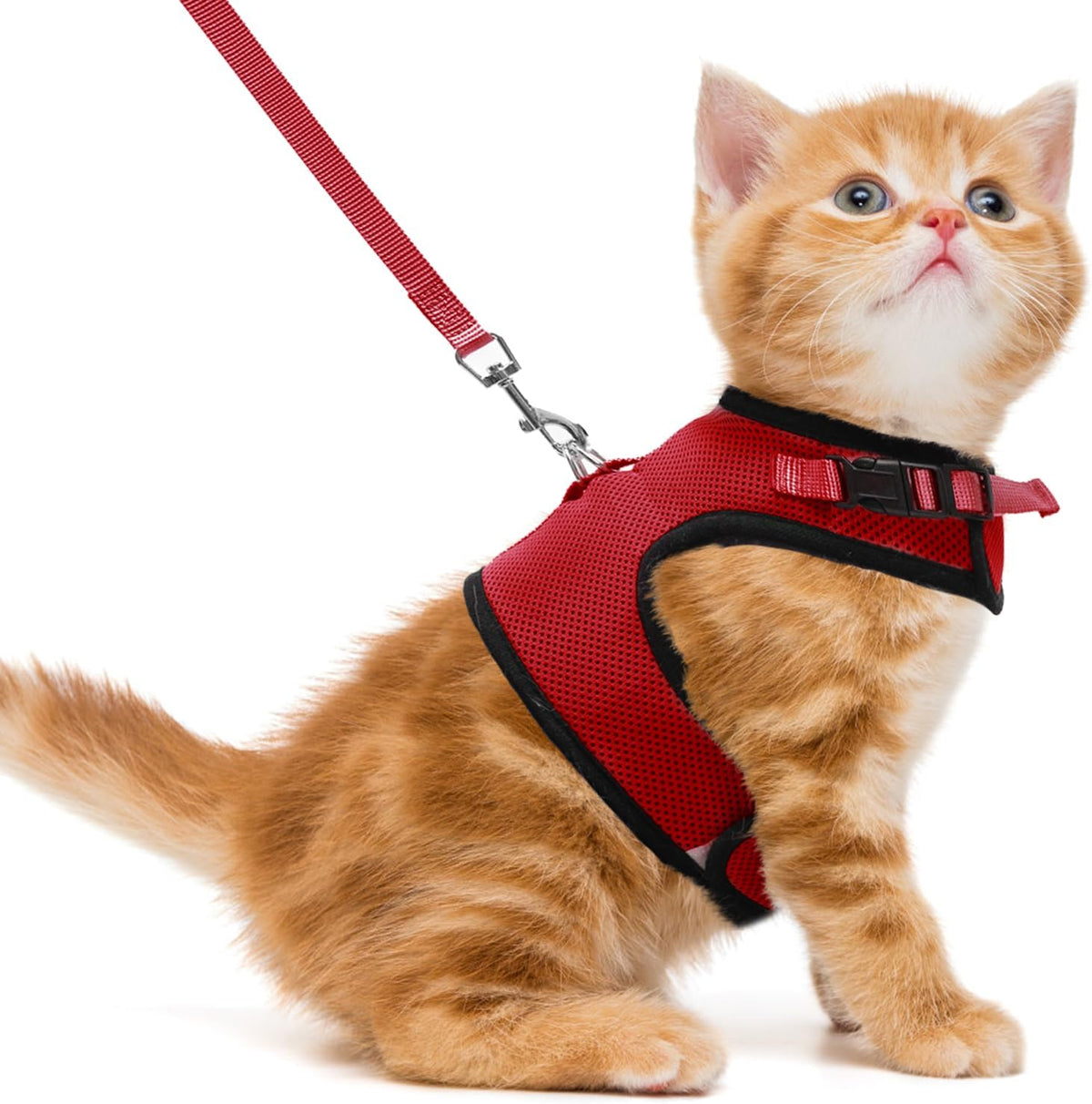 Pupteck premium imported USA pet harness on display for Indian pet owners