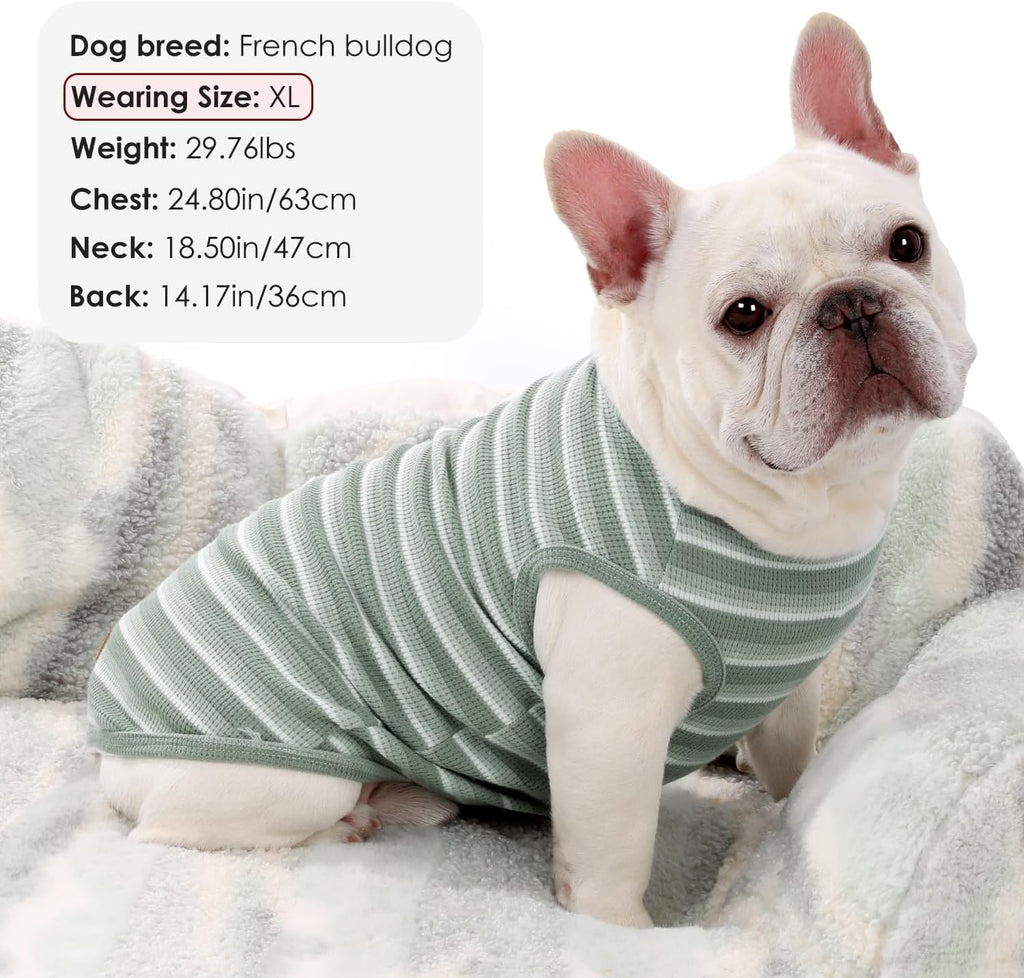Small dog wearing green striped waffle knit shirt