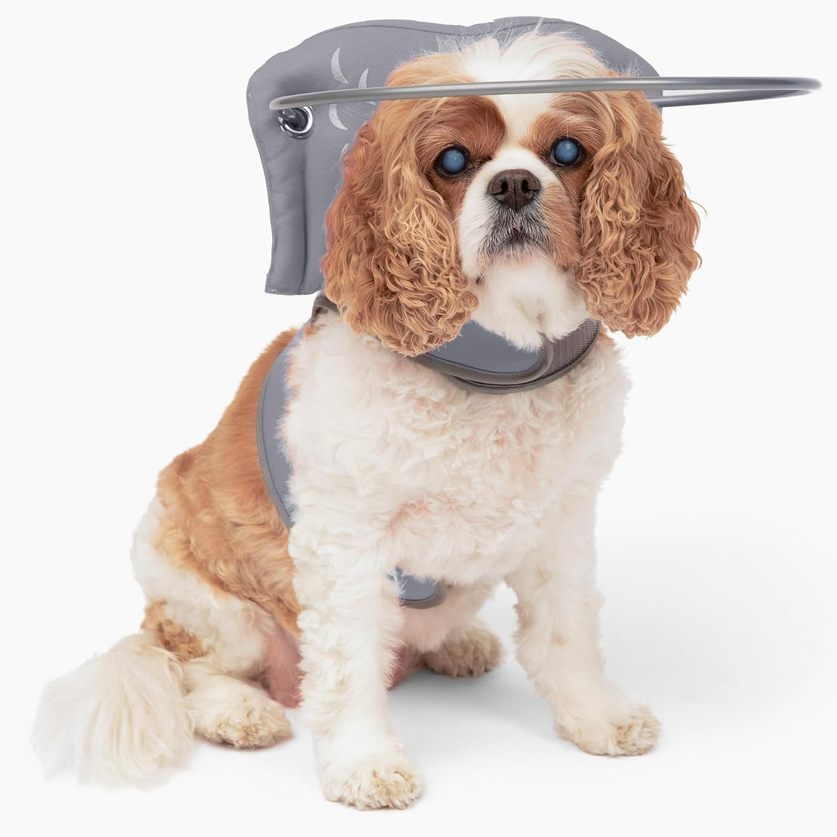 Muffin's Halo(R) - The Original Blind Dog Halo | Harness & Bumper Collar Accessory for Safe Navigation & Confidence - Blue, Size 5 - Image 9