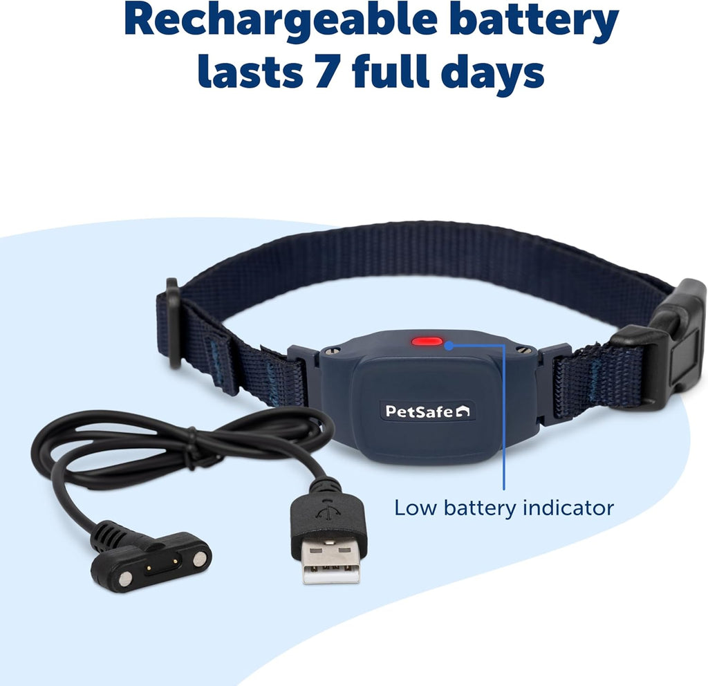 Small dog wearing PetSafe NanoBark 2.0 collar