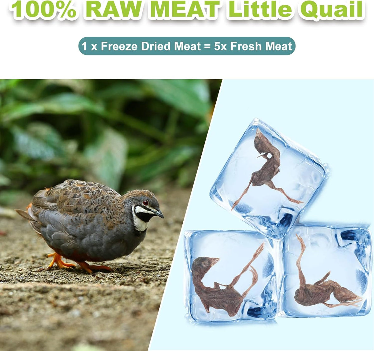 Whole freeze dried little quail birds out of the jar high protein cat treats