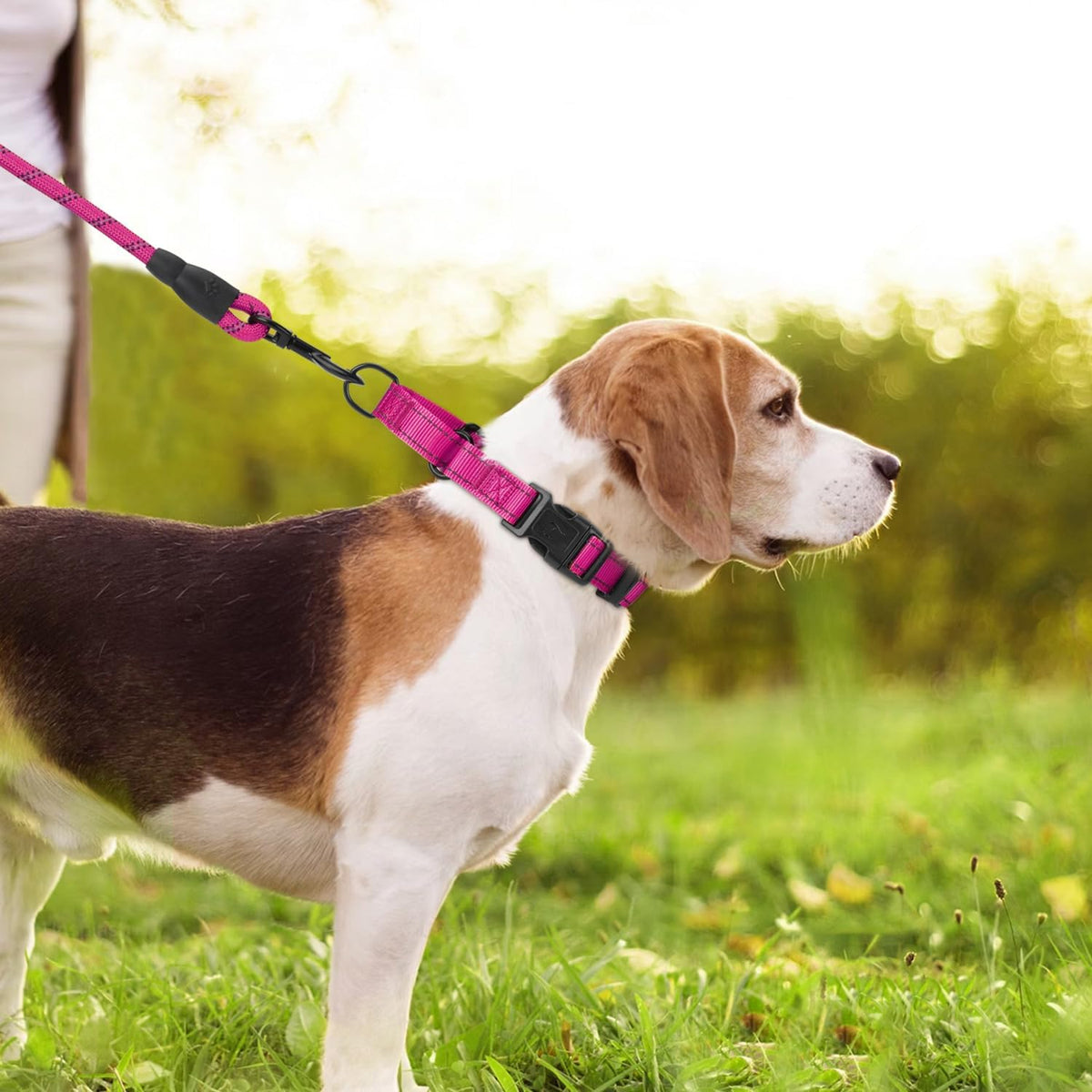 Erbine premium nylon training collar with metal D ring details.