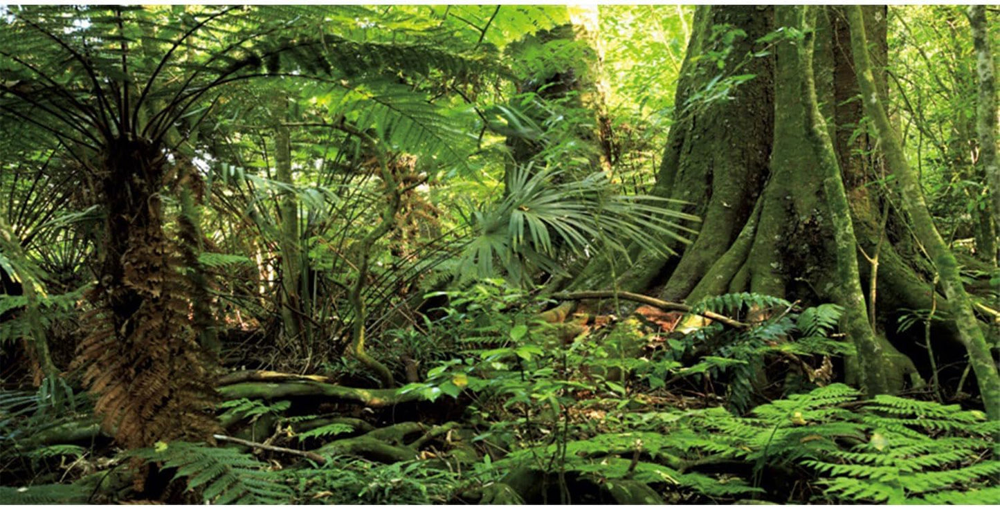 AWERT forest terrarium background front view showing tropical rainforest tree and green stones.