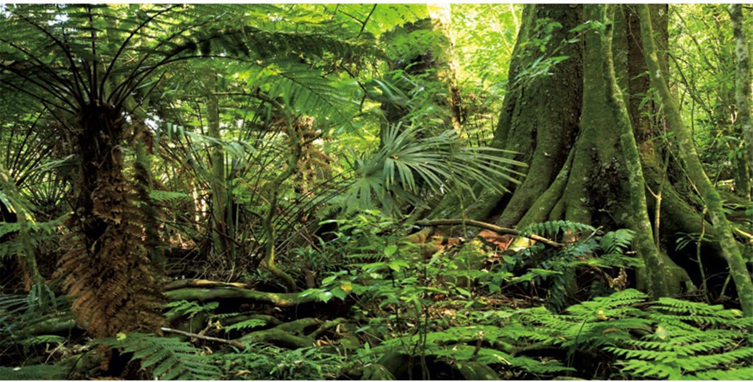 AWERT forest terrarium background front view showing tropical rainforest tree and green stones.