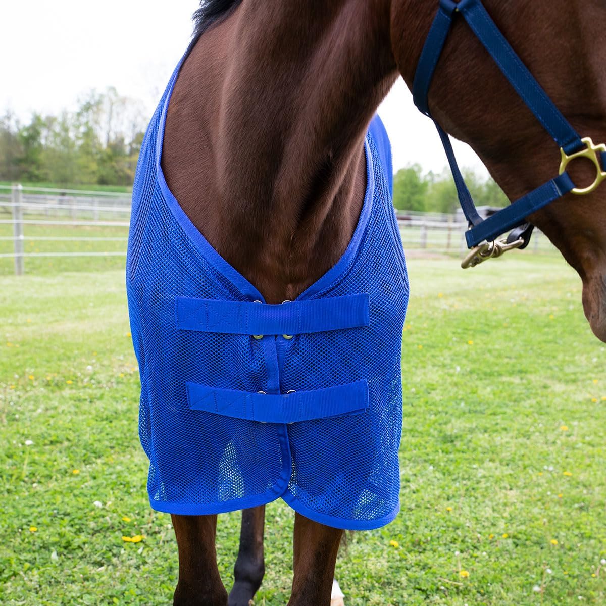 Side view of Country Pride blue mesh horse fly sheet highlighting the dual belly surcingles.
