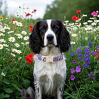 Lionet Paws adjustable dog collar with plastic buckle