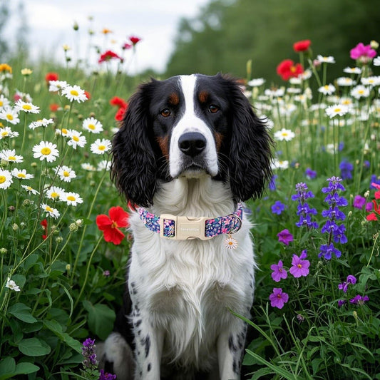Lionet Paws adjustable dog collar with plastic buckle