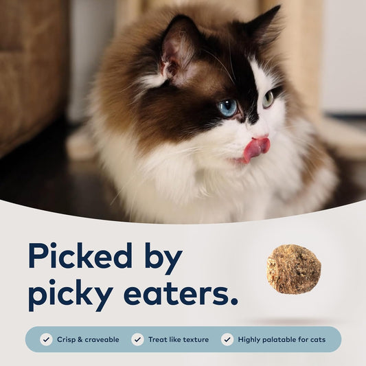 ZIWI Peak Wild South Pacific Fish high protein dry cat kibble texture