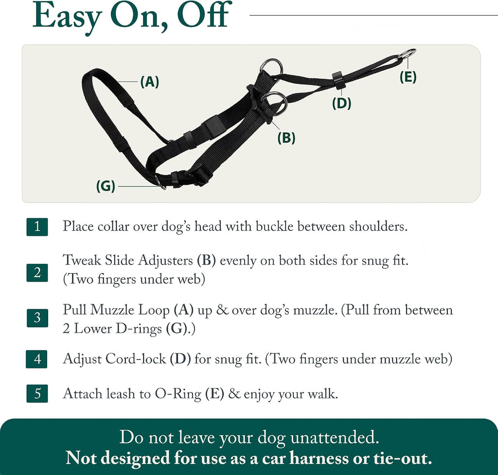Sporn large breed no pull harness on a Labrador walking