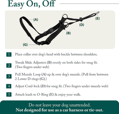 Sporn large breed no pull harness on a Labrador walking