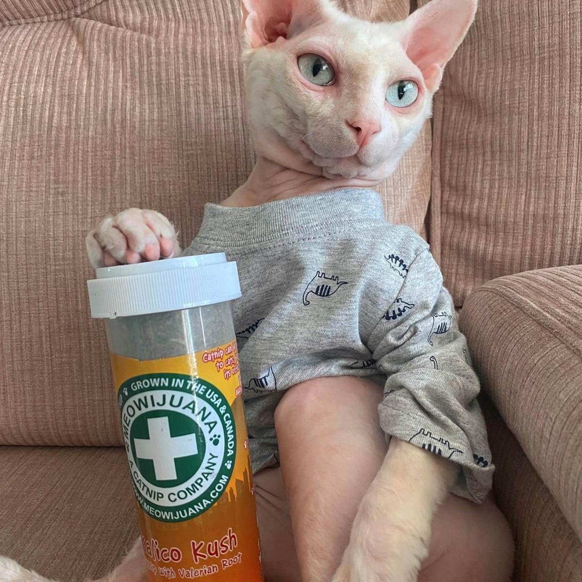 Natural lifestyle treats for active and relaxing cat play