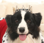 Lovelyshop Pet Series Silver Plated Royal Rhinestone Pearl Full Round Dog/Cat Crown for Rolyal Family Costume Hair Accessories-XSmall Size - Image 10