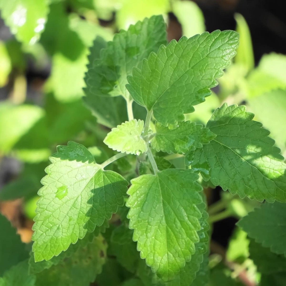 Fresh aromatic catnip leaves for pets