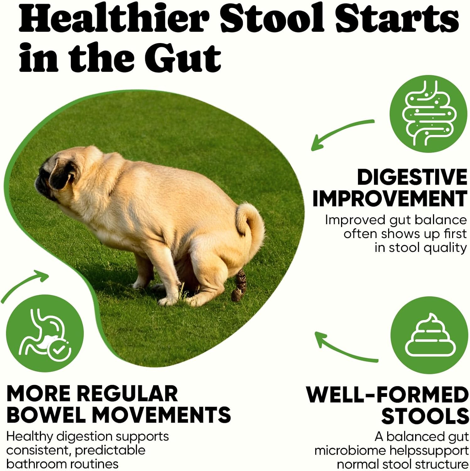 Dog probiotics for itchy skin and yeast infection relief