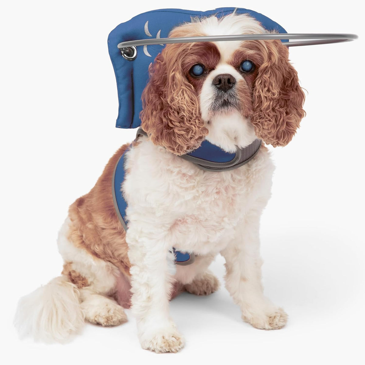 Muffin's Halo(R) - The Original Blind Dog Halo | Harness & Bumper Collar Accessory for Safe Navigation & Confidence - Blue, Size 5 - Image 11